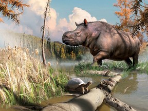 Illustration showing the habitat of paleontologists believe ancient rhinoceros roamed in Yukon about eight million years ago, based on fossils discovered near Whitehorse by a teacher leading students on a hike near Whitehorse in 1973.