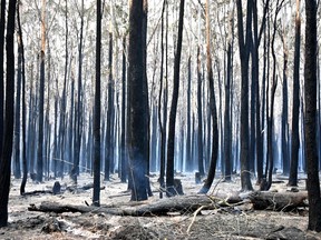Trees are burned black after a bushfire in Old Bar, 350km north of Sydney on November 10, 2019.