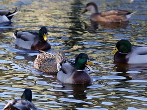 Ducks are pictured at the home of Dominique Douthe, whose neighbours took her to court over her ducksÕ loud quacking, in Soustons, France,  November 18, 2019. Picture taken November 18, 2019.
