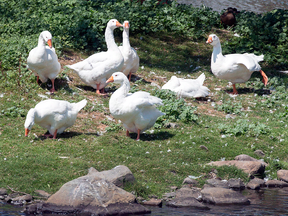 A gaggle of domestic geese spend their summers at Sullivan’s Pond in Dartmouth, but are now alleged to have knocked a senior to the ground, pecked her, and she now has a cast on her arm, an aching hip and bruising all over.