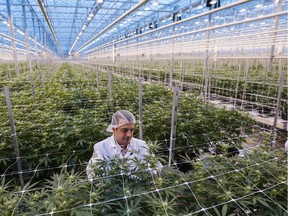 A worker inspects cannabis plants at the Hexo Corp. facility in Gatineau, Quebec.