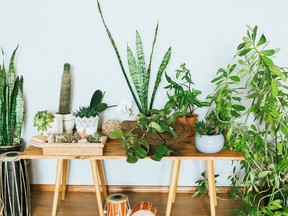 Setting up plants in your house, while a beautiful aesthetic, may not provide the air purifier.