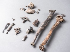 Twenty-one fossilized bones of the most complete partial skeleton of a male of the extinct ape species Danuvius guggenmosi, which lived about 12 million years ago in southern Germany, is seen in this photo illustration released in Tubingen, Germany on November 6, 2019.