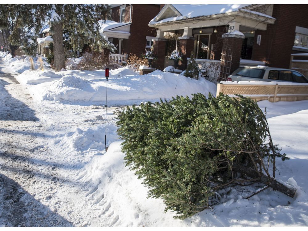 Ariganello: How to make the holidays greener, without being a Grinch ...