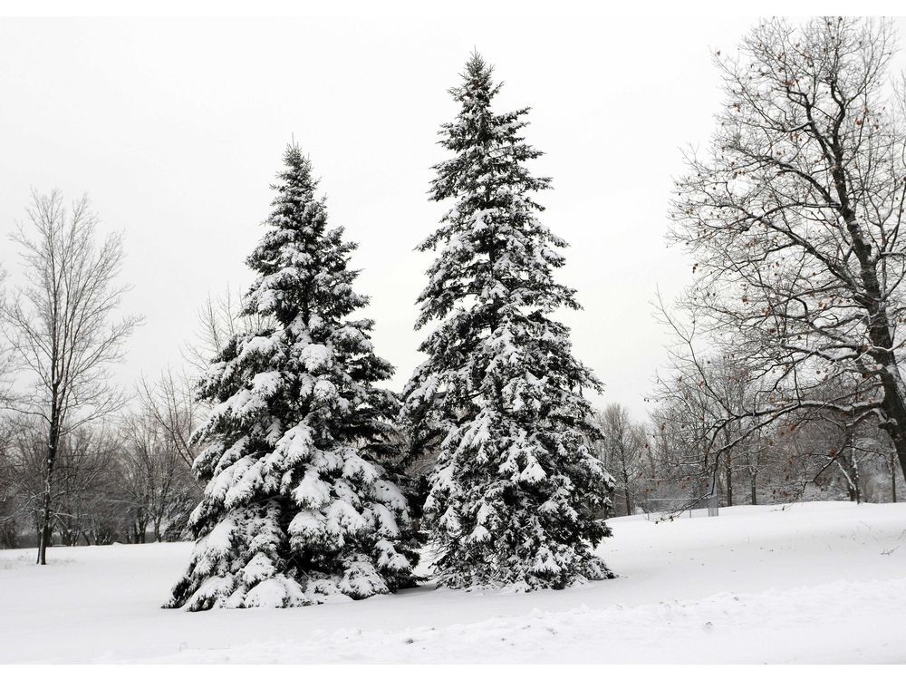 evergreen trees in winter