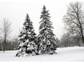 Reader photo submitted by  Calvin D. Hanson of snowy evergreen trees.