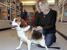 Melanie Coulter of Windsor/Essex County Humane Society, shown Jan. 24, 2018, holding Bandit, a four-year-old beagle mix, is warning of dog thefts around Essex.