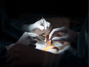 A surgeon and assistant prepare a kidney for a renal transplantation.