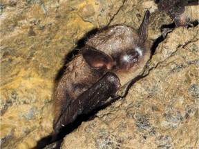 A bat shows traces of the fungus causing the lethal White-Nose Syndrome.