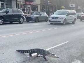 See you later, alligator: Yes, that really was one crossing Jarry St. in Montreal on Sunday, Dec. 15, 2019.