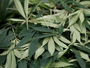 Cuttings from marijuana plants at the Canopy Growth Corporation facility in Smiths Falls, Ont.