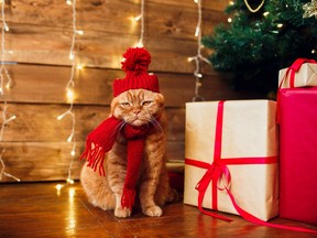 An unamused ginger cat sits next to a pile of presents. Here's what experts say you should avoid when buying your holiday gifts for friends, family and picky feline friends.