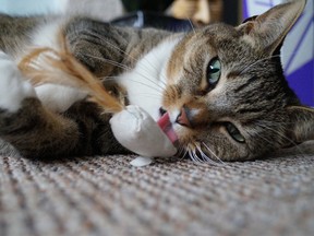Can catnip really make your cat high?