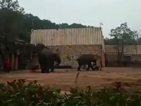 china-zoo