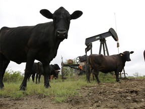 In this Tuesday, May 17, 2016, photo, cattle graze around an idle pump jack on a South Texas ranch near Bigfoot, Texas. Somewhere in west Texas, amid one of the most productive oilfields in the continent, a Canadian company is building a plant that it hopes will eventually suck from the air a million tonnes of the carbon being pumped out of the ground all around it.