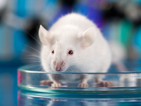 Sex bias in clinical research permeates down to which animals are used for testing.