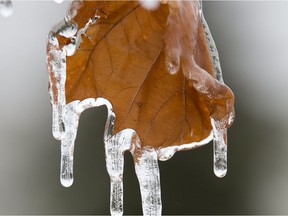 Files: Ice covers a maple leaf.