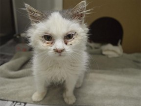 Sad kitty Minnie is recovering from a bout of upper respiratory infection (basically, a kitty cold).