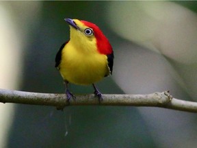 180 wire-tailed manakin, like this one, were tracked over three years in Ecuador.