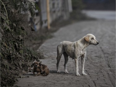 Stray dogs are seen on a road covered in volcanic ash from Taal Volcano's eruption on January 13, 2020 in Lemery, Batangas province, Philippines. The Philippine Institute of of Volcanology and Seismology raised the alert level to four out of five, warning that a hazardous eruption could take place anytime, as Manila's international airport suspended flights and authorities began evacuating tens of thousands of people from the area.