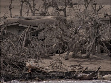 The carcasses of horses and a pig float in the shore as houses and dead trees near Taal Volcano's crater are seen buried in volcanic ash from the volcano's eruption on January 14, 2020 in Taal Volcano Island, Batangas province, Philippines. The Philippine Institute of of Volcanology and Seismology raised the alert level to four out of five, warning that a hazardous eruption could take place anytime, as authorities have evacuated tens of thousands of people from the area. An estimated $10 million worth of crops and livestock have been damaged by the on-going eruption, according to the country's agriculture department.