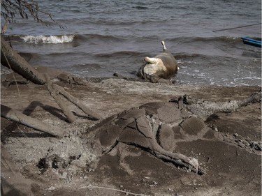The carcass of a horse is seen buried in volcanic ash from Taal Volcano's eruption next to the carcass of a cow floating on the shore, on January 14, 2020 in Taal Volcano Island, Batangas province, Philippines. The Philippine Institute of of Volcanology and Seismology raised the alert level to four out of five, warning that a hazardous eruption could take place anytime, as authorities have evacuated tens of thousands of people from the area. An estimated $10 million worth of crops and livestock have been damaged by the on-going eruption, according to the country's agriculture department.