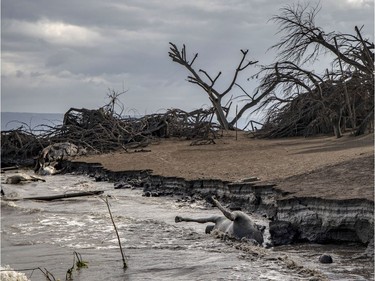 The carcasses of a cow, a horse, and a pig float in the shore as dead trees near Taal Volcano's crater is seen buried in volcanic ash from the volcano's eruption on January 14, 2020 in Taal Volcano Island, Batangas province, Philippines. The Philippine Institute of of Volcanology and Seismology raised the alert level to four out of five, warning that a hazardous eruption could take place anytime, as authorities have evacuated tens of thousands of people from the area. An estimated $10 million worth of crops and livestock have been damaged by the on-going eruption, according to the country's agriculture department.