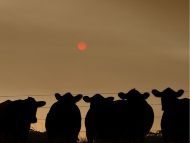 Cattle are seen under smoke filled skies in eastern Gippsland on January 02, 2020, Australia. The HMAS Choules docked outside of Mallacoota this morning to evacuate thousands of people stranded in the remote coastal town following fires across East Gippsland which have killed one person and destroyed dozens of properties.