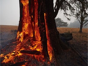 A tree burns from the inside out hours after the fire front had past on Jan. 5, 2020 in Bundanoon, Australia.