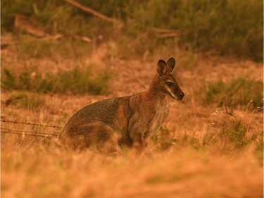 A kangaroo sits in a field amidst smoke from a bushfire in Snowy Valley on the outskirts of Cooma on January 4, 2020. - Up to 3,000 military reservists were called up to tackle Australia's relentless bushfire crisis on January 4, as tens of thousands of residents fled their homes amid catastrophic conditions.