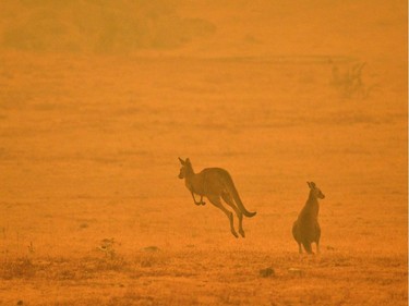 A kangaroo jumps in a field amidst smoke from a bushfire in Snowy Valley on the outskirts of Cooma on January 4, 2020. - Up to 3,000 military reservists were called up to tackle Australia's relentless bushfire crisis on January 4, as tens of thousands of residents fled their homes amid catastrophic conditions.