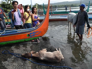 A calf, exhausted from its ordeal, lies by the shore of Taal lake after it was brought by boat after being rescued from the foot of Taal volcano to Balete town, Batangas province south of Manila on January 14, 2020. - Taal volcano in the Philippines could spew lava and ash for weeks, authorities warned January 14, leaving thousands in limbo after fleeing their homes fearing a massive eruption.