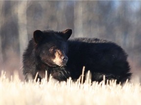 A small black bear is photograhed in a field along Highway 22 at Springbank Road west of Calgary on Tuesday, December 5, 2017.