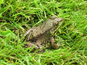 Amphibians, like frogs and toads, are important to our whole ecosystem.