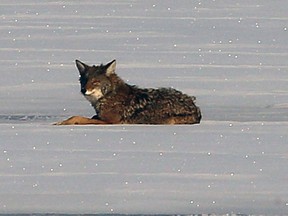 A Kingston Fire and Rescue crew ventured out onto the ice of the Cataraqui River north of the LaSalle Causeway to rescue what they thought was a dog but turned out to be a coyote on Monday. The rescue was aborted when it was determined to be a coyote.