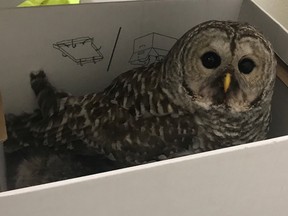 Owl struck by car has died of its injuries.