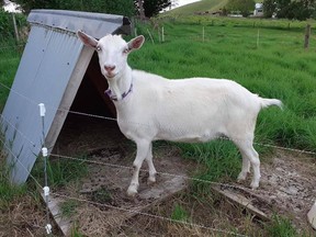 On December 13, someone broke into the paddock, cut the chain fence, removed Peaches' collar and stole the goat.