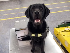 Canadian Border Services Agency sniffer dog Ambrose is at the forefront of “unprecedented” efforts to keep African Swine Fever out of Canada.