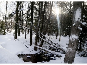 Winter scenery at the top of Blue Mountain in Ontario in January 2019.