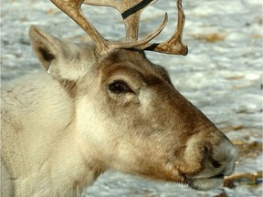 Files  The declining mountain caribou populations of Canada's southern Rockies are a more distinct breed than scientists previously believed, according to a University of Calgary study.