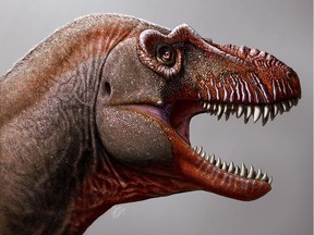 A handout photo made available on February 10, 2020 by the University of Calgary and Royal Tyrrell Museum shows an artist's impression of a Thanatotheristes degrootorum, a newly-discovered species of T-Rex.