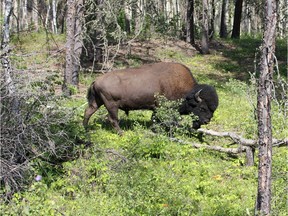 FILE PHOTO: A bison, part of a disease-free herd near the proposed site of Teck Resources' Frontier oil project which is under consideration for approval by the Canadian government, walks through the forest in an undated photo in northern Alberta.