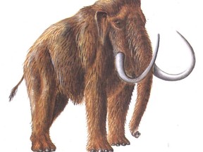 Files:  Wooly mammoth