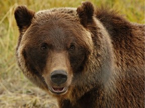 A grizzly bear.