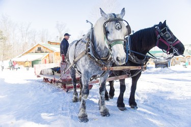 Horse-drawn wagon rides at Fulton’s Pancake House & Sugar Bush.