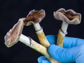 Magic mushrooms. A growing number of companies are conducting clinical trials of psychedelic treatments for everything from depression to post-traumatic stress disorder.