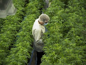 Staff work in a marijuana grow room at Canopy Growth's Tweed facility in Smiths Falls