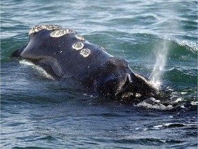 A North Atlantic right whale feeds on the surface of Cape Cod bay off the coast of Plymouth, Mass. on March 28, 2018. File photo