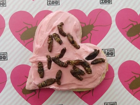 Dead cockroaches on a cookie.