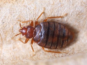 The dreaded bedbug has made its presence known at a building in Les Terrasses de la Chaudière, the latest addition to the list of federal government workplaces afflicted by the nocturnal pest in the national capital region.